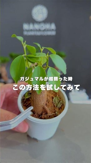 ガジュマルが弱った時の対処方 #観葉植物 #ガジュマル