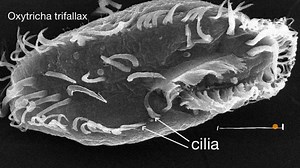 Introduction to cilia, flagella and pseudopodia