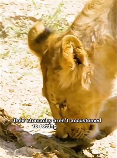 Two Brother Tigers Fight Over Giant Hippopotamus Prey Brutal Tiger Feeding Battle in the Wild