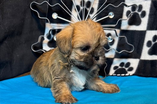 Nelson - Shiffon Puppy E073F1