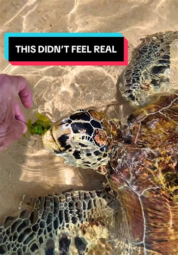 ‏A surreal moment fr 😱 #travel #turtle #beach #srilanka | Sri Lanka