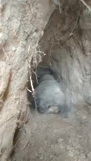 jagdterrierpuppies German Jagd Terrier puppies avallable for adoption! *: Some of these little hunters are not tully vaccinated yet, but we also have German Jagd Terriers updated with shots and ready for loving homes immediately. We have several litters - some from the best working and family lines - so you’re welcome to take part in the selection process and arrange a meeting or delivery if you’re within driving distance. They have excellent temperaments, high intelligence, and make great compa