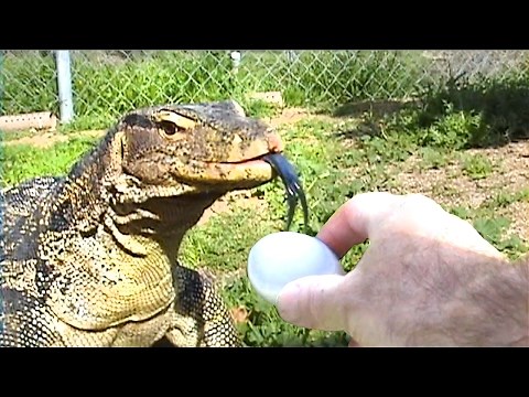 Monitor Lizard Gulps Food Whole