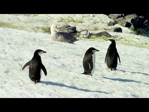 Climate change turns Antarctica’s snow green