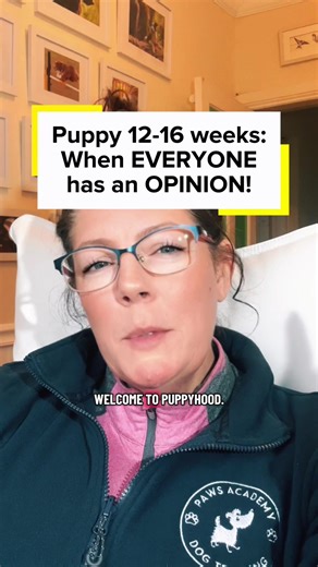 Understanding Puppy Training Advice for 12-16 Weeks