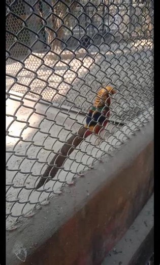 Watch how the golden conure makes noise #birds #zoo