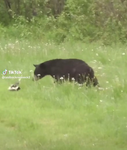 Skunk vs. Bear: Epic Wildlife Battle Footage