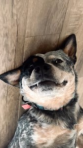 Dis mah shark pose | Apollo in the Wild