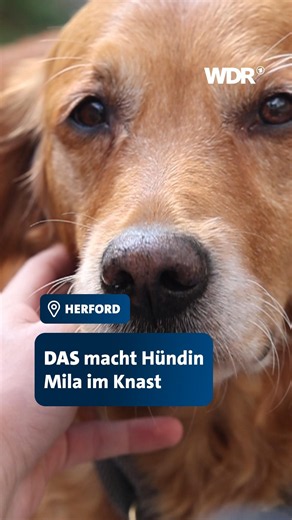 Hündin Mila im Gefängnis | WDR Verbrechen #shorts #jva #news #wdr