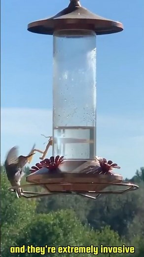 That Time a Praying Mantis Took Down a Hummingbird