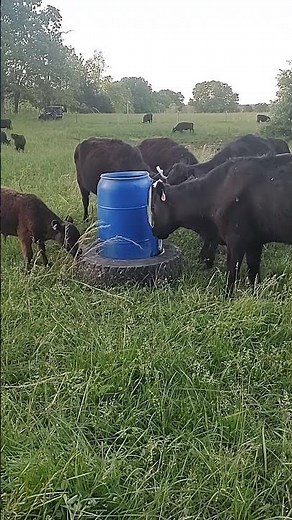 Face Fly control with Permethrin and Canola oil. #grazing #rotationalgrazing #grazingcreation