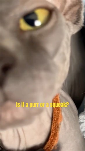 Her purring can get pretttty loud, but soothing at the same time. Puts us right to sleep! #sphynx