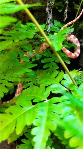 Wild Corn Snake