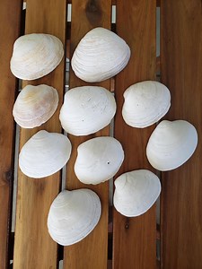 10 Rustic Clam Shells From Pacific Northwest WA - Etsy