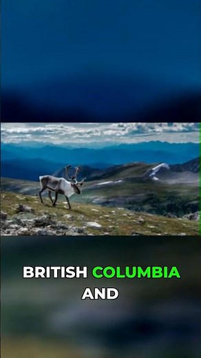 Caribou vs. Reindeer: Unpacking the Arctic's Deer!