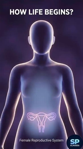 Female Reproductive System | System That Creates Life #shorts #neet #Biology #reproduction