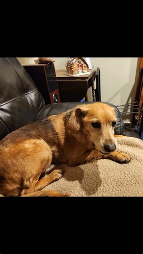 19 reactions · 3 comments | The Milo Musical! | Jim Saemann | Facebook