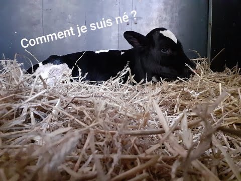 Tout savoir sur l'insémination artificielle bovine🧬🐄