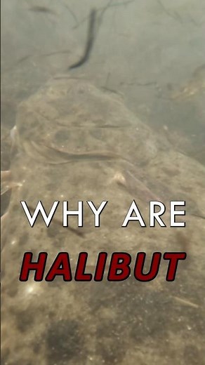 Halibut are a FASCINATING fish, even jumping way out of the water when aggressively fishing