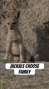 For these jackals, older siblings step in as co-parents. #naturepbs #jackals #wildlife #animals