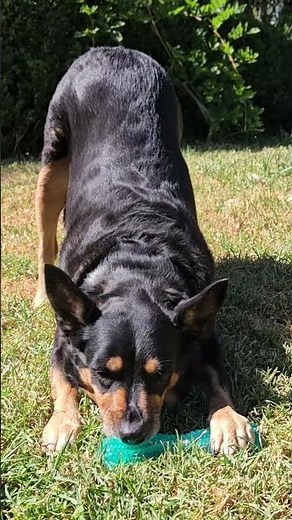 ASMR dog licking / chewing / mouth sounds