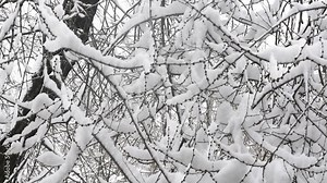 branches of a tree in winter