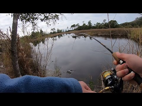 Fishing BRACKISH Water for Saltwater AND Freshwater Fish!!