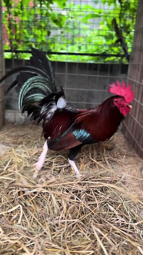 Claret stags of KADV Farm Batangas! #foryoupage #claret #farm #dangray #butcher #boles #jackwalton