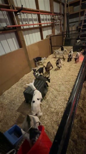 Protect Baby Goats BEFORE Problems Start 🐐