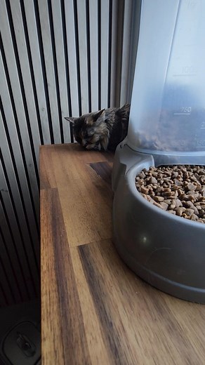 Miss Capucine a découvert la litière... | Hôtel-Club Le Rêve des Chats