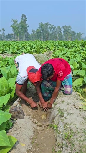 Two young men came to work in the field and found a hidden treasure.