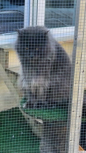 Storm & Apollo in their catio #cats | Apollo And Storm Maine Coons