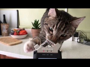 Making an Entire Beat using Only One Cat Meow Sample