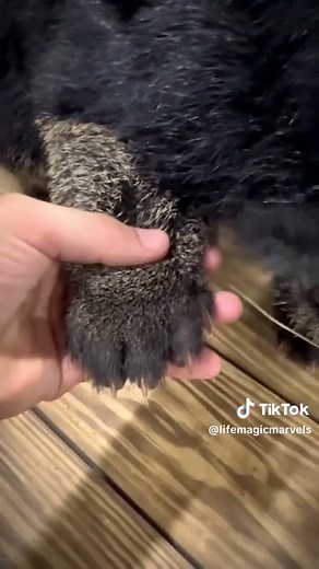 Meet the Binturong: The Bearcat of South and Southeast Asia
