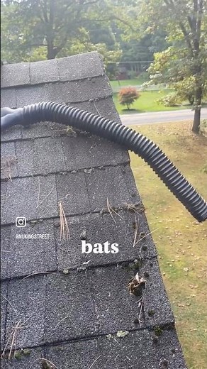 Bat exclusion Enfield CT!