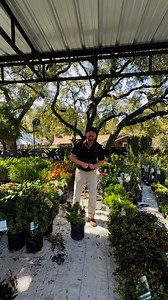 Little John Dwarf Bottlebrush (Callistemon 'Little John'):Year-Round Blooms – This compact shrub produces its bright red, brush-like flowers throughout the year, attracting hummingbirds, butterflies, and bees.Drought-Tolerant and Hardy – Once established, Little John is incredibly drought-tolerant and thrives in hot, sunny climates, making it perfect for Texas landscapes.Compact and Versatile – Growing only 3 feet tall and wide, it’s ideal for small gardens, borders, or containers, adding color