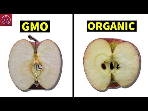 What Genetically Modified Food We Eat Everyday?