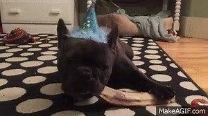 French bulldog chewing a bone in a birthday hat. on Make a GIF