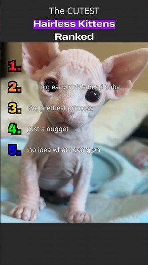 CUTEST hairless kittens