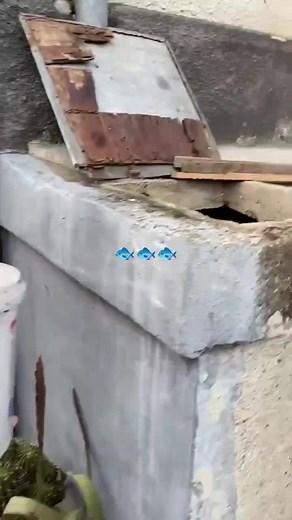 Andrei Hossu pe TikTok