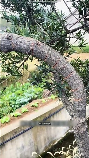 Why Are They Cutting Healthy Trees Like This! 🌳 😳 #shortsvideo