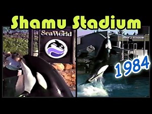 SeaWorld Shamu Orca Show San Diego - Feb 1984 at Vintage Shamu Stadium