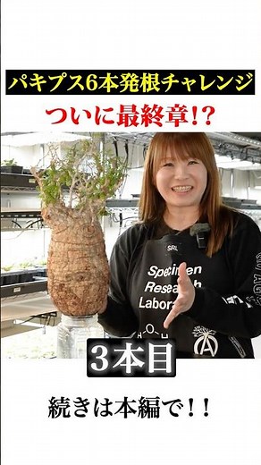【最終章】超高級オペルクリカリアパキプス…結果発根したのは6本中〇〇本だった！【珍奇植物】【アガベ】【塊根】 #観葉植物 #agave #パキプス #アガベ #agave #多肉植物 #塊根植物