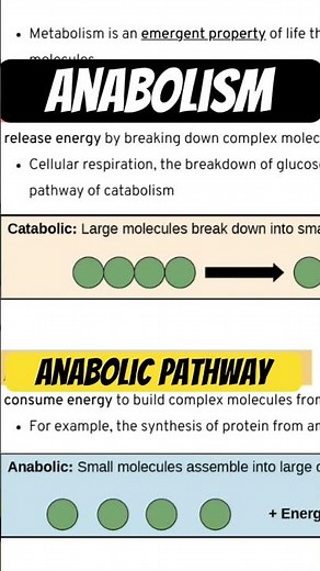 Anabolism 101: what are anabolic pathways? #metabolism #energy #biology see my lecture! 💪🏻