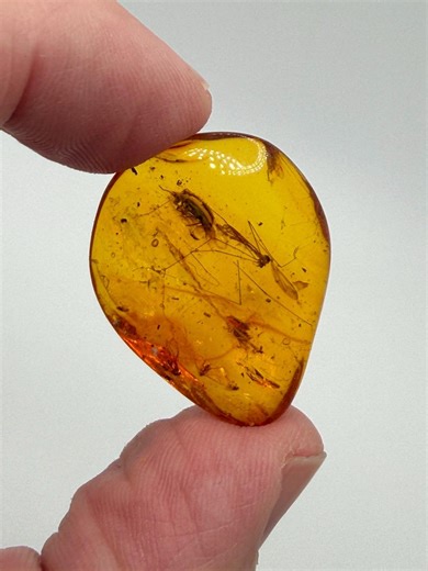 Extremely Rare Baltic Amber Insect Inclusion – Cranefly & Coleoptera Anthicidae Display Case - Etsy
