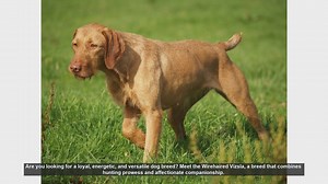 Meet the Wirehaired Vizsla: The Perfect Blend of Energy and Affection