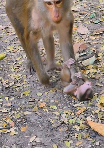 Most pity baby monkey! Mom catching her baby monkey by angry #babymonkey #monkey #cutebaby #cute #reelsvideoシ | Lovely Monkey Videos