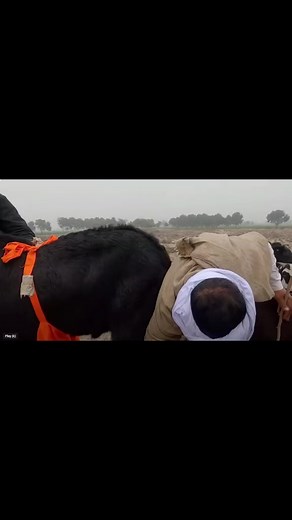 57K views · 924 reactions | Giant... | Goat breeds of Pakistan | Facebook