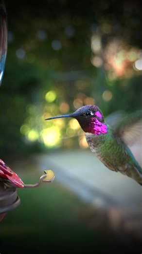 Hummingbird Feet #music #nature #quotes #inspiration #animal #birds #garden #motivation #calm