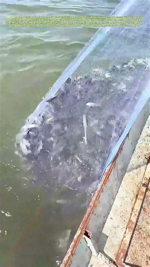 Hauling in the Catch: How Nets Secure Freshwater Bounty